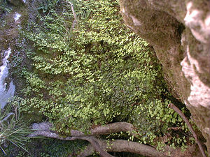 Adiantum capillus-veneris (Pteridaceae)  - Capillaire de Montpellier, Cheveux-de-Vénus, Capillaire cheveux-de-Vénus, Adiante cheveux-de-Vénus - Maidenhair Fern Gard [France] 27/04/2001 - 170m