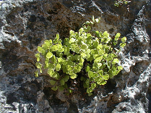 Adiantum capillus-veneris (Pteridaceae)  - Capillaire de Montpellier, Cheveux-de-Vénus, Capillaire cheveux-de-Vénus, Adiante cheveux-de-Vénus - Maidenhair Fern Gard [France] 27/04/2001 - 170m