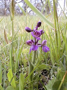 Anacamptis morio (Orchidaceae)  - Anacamptide bouffon, Orchis bouffon Cantal [France] 15/04/2001 - 650m