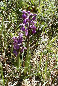 Anacamptis morio (Orchidaceae)  - Anacamptide bouffon, Orchis bouffon Gard [France] 26/04/2001 - 570m