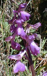 Anacamptis morio (Orchidaceae)  - Anacamptide bouffon, Orchis bouffon Gard [France] 26/04/2001 - 570m