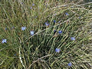 Aphyllanthes monspeliensis (Asparagaceae)  - Aphyllanthe de Montpellier, oeillet bleu de Montpellier, Jonciole, Bragalou Herault [France] 20/04/2001 - 200m