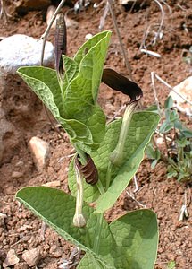 Aristolochia rotunda (Aristolochiaceae)  - Aristoloche à feuilles rondes, Aristoloche arrondie - Smearwort Ardeche [France] 22/04/2001 - 170m