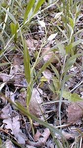 Cephalanthera longifolia (Orchidaceae)  - Céphalanthère à feuilles longues, Céphalanthère à longues feuilles, Céphalanthère à feuilles en épée - Narrow-leaved Helleborine Gard [France] 21/04/2001 - 160m