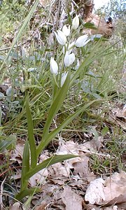 Cephalanthera longifolia (Orchidaceae)  - Céphalanthère à feuilles longues, Céphalanthère à longues feuilles, Céphalanthère à feuilles en épée - Narrow-leaved Helleborine Ardeche [France] 23/04/2001 - 170m