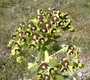 Euphorbia characias (Euphorbiaceae)  - Euphorbe characias, Euphorbe des vallons - Mediterranean Spurge Ardeche [France] 22/04/2001 - 210m