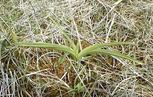 Gymnadenia conopsea (Orchidaceae)  - Gymnadénie moucheron, Orchis moucheron, Orchis moustique - Fragrant Orchid Aisne [France] 14/04/2001 - 120m