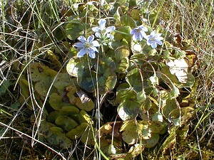 Hepatica nobilis (Ranunculaceae)  - Hépatique à trois lobes, Hépatique noble, Anémone hépatique - Liverleaf Lozere [France] 28/04/2001 - 460m