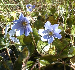 Hepatica nobilis (Ranunculaceae)  - Hépatique à trois lobes, Hépatique noble, Anémone hépatique - Liverleaf Lozere [France] 28/04/2001 - 460m