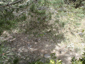 Lacerta bilineata (Lacertidae)  - Lézard à deux raies, Lézard vert occidental - Western Green Lizard Herault [France] 28/04/2001 - 720m