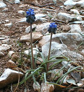 Muscari botryoides (Asparagaceae)  - Muscari fausse botryde, Muscari faux botrys, Muscari botryoïde, Muscari en grappe - Compact Grape-hyacinth Gard [France] 21/04/2001 - 260m