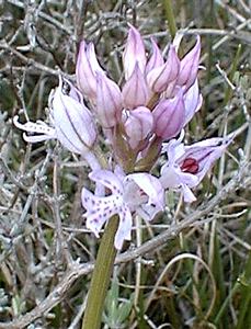 Neotinea tridentata (Orchidaceae)  - Néotinée tridentée, Orchis à trois dents, Orchis tridenté Ardeche [France] 25/04/2001 - 380m