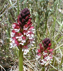 Neotinea ustulata (Orchidaceae)  - Néotinée brûlée, Orchis brûlé - Burnt Orchid Gard [France] 21/04/2001 - 260m