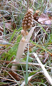 Neottia nidus-avis (Orchidaceae)  - Néottie nid-d'oiseau, Herbe aux vers - Bird's-nest Orchid Aisne [France] 30/04/2001 - 120m