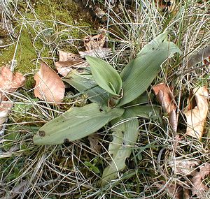 Ophrys apifera (Orchidaceae)  - Ophrys abeille - Bee Orchid Aisne [France] 14/04/2001 - 120m