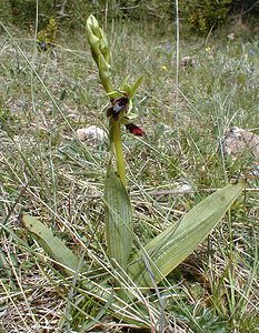 Ophrys insectifera (Orchidaceae)  - Ophrys mouche - Fly Orchid Herault [France] 28/04/2001 - 720m