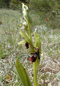 Ophrys insectifera (Orchidaceae)  - Ophrys mouche - Fly Orchid Herault [France] 28/04/2001 - 720m