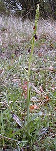 Ophrys insectifera (Orchidaceae)  - Ophrys mouche - Fly Orchid Aisne [France] 30/04/2001 - 120m