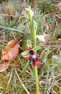 Ophrys insectifera (Orchidaceae)  - Ophrys mouche - Fly Orchid Aisne [France] 30/04/2001 - 120m