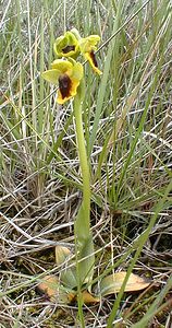 Ophrys lutea (Orchidaceae)  - Ophrys jaune Ardeche [France] 25/04/2001 - 380m