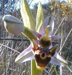 Ophrys scolopax (Orchidaceae)  - Ophrys bécasse Herault [France] 20/04/2001 - 200md accord elle est affreuse mais au moins on voit ce que valaient les premiers appareils num?riques  !!!