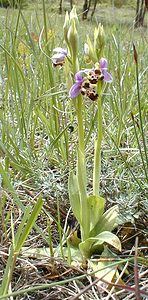 Ophrys scolopax (Orchidaceae)  - Ophrys bécasse Ardeche [France] 24/04/2001 - 270m