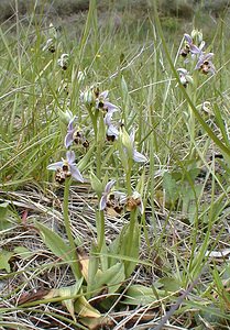 Ophrys scolopax (Orchidaceae)  - Ophrys bécasse Ardeche [France] 24/04/2001 - 270m