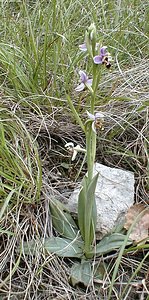 Ophrys scolopax (Orchidaceae)  - Ophrys bécasse Ardeche [France] 24/04/2001 - 270m