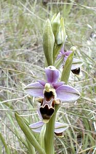 Ophrys scolopax (Orchidaceae)  - Ophrys bécasse Ardeche [France] 24/04/2001 - 270m