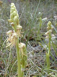 Orchis anthropophora (Orchidaceae)  - Acéras homme-pendu - Man Orchid Gard [France] 27/04/2001 - 660m