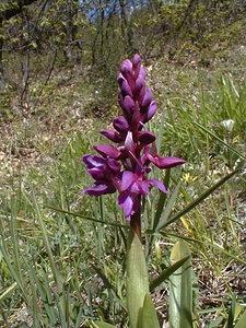 Orchis mascula (Orchidaceae)  - Orchis mâle - Early-purple Orchid Gard [France] 20/04/2001 - 560m
