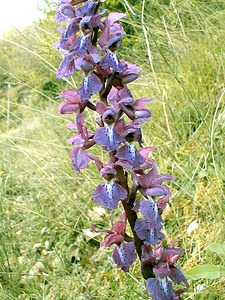 Orchis mascula (Orchidaceae)  - Orchis mâle - Early-purple Orchid Gard [France] 20/04/2001 - 560m