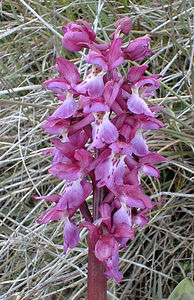 Orchis mascula (Orchidaceae)  - Orchis mâle - Early-purple Orchid Gard [France] 27/04/2001 - 660m