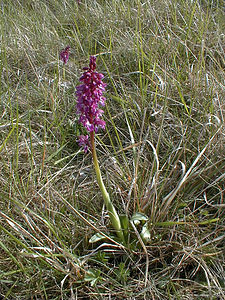 Orchis mascula (Orchidaceae)  - Orchis mâle - Early-purple Orchid Gard [France] 27/04/2001 - 660m