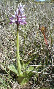 Orchis militaris (Orchidaceae)  - Orchis militaire, Casque militaire, Orchis casqué - Military Orchid Gard [France] 22/04/2001 - 180m