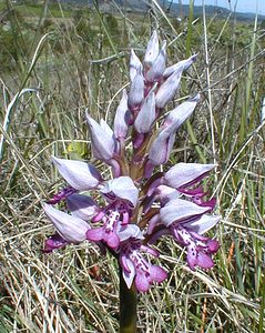 Orchis militaris (Orchidaceae)  - Orchis militaire, Casque militaire, Orchis casqué - Military Orchid Gard [France] 22/04/2001 - 180m