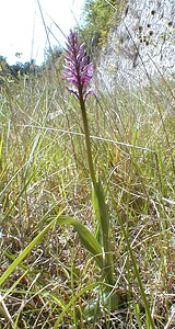 Orchis militaris (Orchidaceae)  - Orchis militaire, Casque militaire, Orchis casqué - Military Orchid Gard [France] 22/04/2001 - 180m