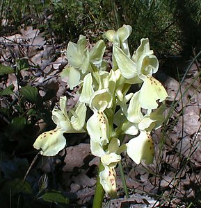 Orchis provincialis (Orchidaceae)  - Orchis de Provence Gard [France] 17/04/2001 - 360m