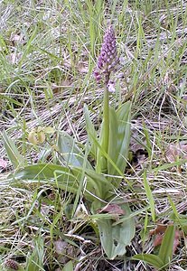 Orchis purpurea (Orchidaceae)  - Orchis pourpre, Grivollée, Orchis casque, Orchis brun - Lady Orchid Aube [France] 14/04/2001 - 100m