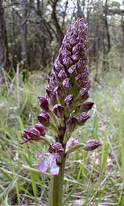 Orchis purpurea (Orchidaceae)  - Orchis pourpre, Grivollée, Orchis casque, Orchis brun - Lady Orchid Aube [France] 14/04/2001 - 100m