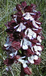 Orchis purpurea (Orchidaceae)  - Orchis pourpre, Grivollée, Orchis casque, Orchis brun - Lady Orchid Gard [France] 21/04/2001 - 260m