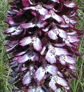 Orchis purpurea (Orchidaceae)  - Orchis pourpre, Grivollée, Orchis casque, Orchis brun - Lady Orchid Gard [France] 21/04/2001 - 260m