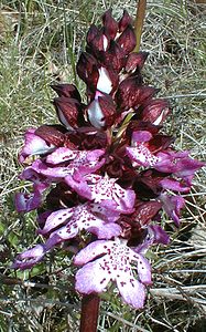 Orchis purpurea (Orchidaceae)  - Orchis pourpre, Grivollée, Orchis casque, Orchis brun - Lady Orchid Gard [France] 21/04/2001 - 260m
