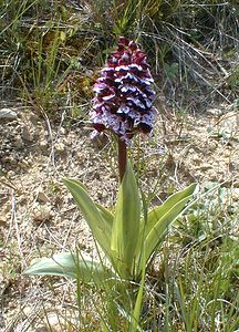 Orchis purpurea (Orchidaceae)  - Orchis pourpre, Grivollée, Orchis casque, Orchis brun - Lady Orchid Gard [France] 22/04/2001 - 180m