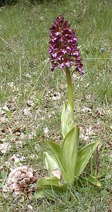 Orchis purpurea (Orchidaceae)  - Orchis pourpre, Grivollée, Orchis casque, Orchis brun - Lady Orchid Herault [France] 28/04/2001 - 720m