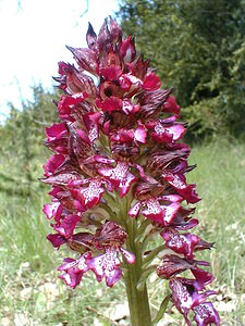 Orchis purpurea (Orchidaceae)  - Orchis pourpre, Grivollée, Orchis casque, Orchis brun - Lady Orchid Herault [France] 28/04/2001 - 720m