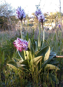 Orchis simia (Orchidaceae)  - Orchis singe - Monkey Orchid Gard [France] 27/04/2001 - 470m