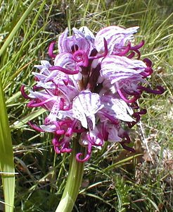 Orchis simia (Orchidaceae)  - Orchis singe - Monkey Orchid Gard [France] 27/04/2001 - 660m