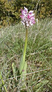 Orchis simia (Orchidaceae)  - Orchis singe - Monkey Orchid Gard [France] 27/04/2001 - 660m