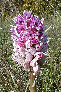 Orchis simia (Orchidaceae)  - Orchis singe - Monkey Orchid Gard [France] 27/04/2001 - 660m